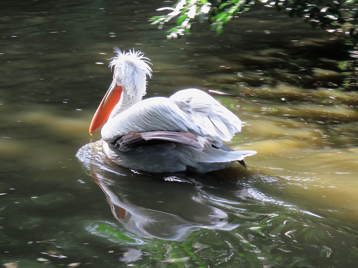 Pelikan im Zoo d'Amneville, 26.9.2017