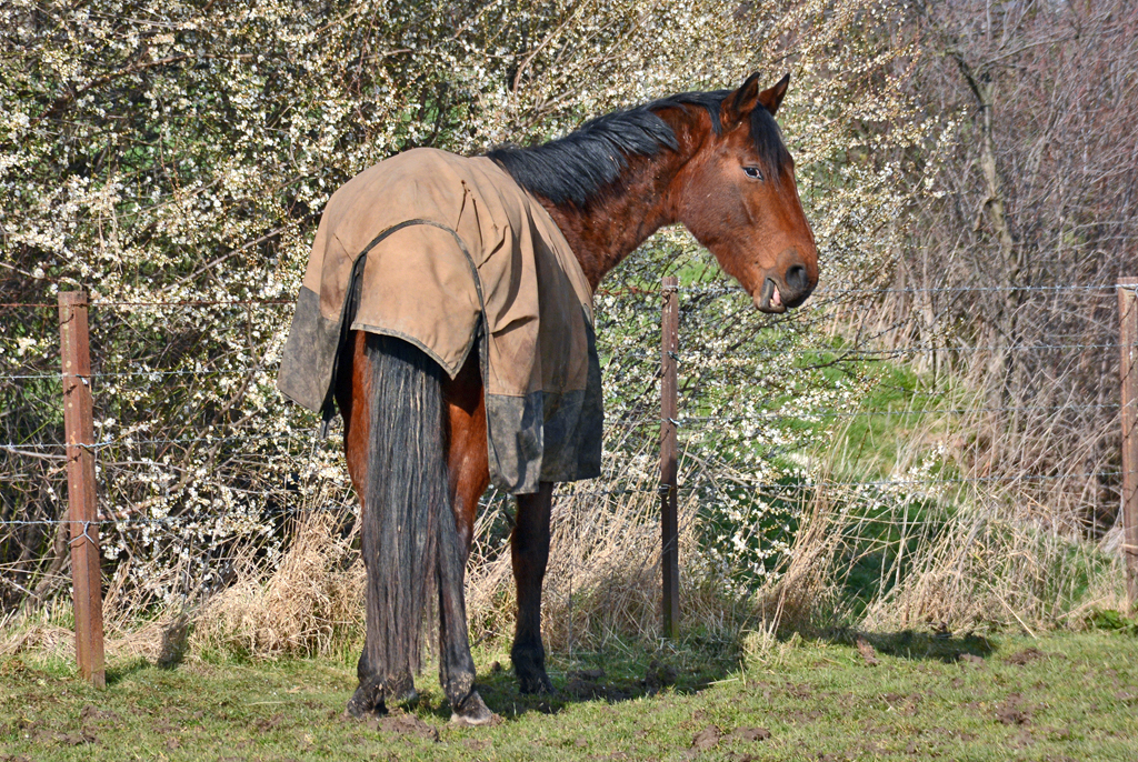 Pferd auf einer Koppel bei Euskirchen im  Wintermantel  - 25.02.2016