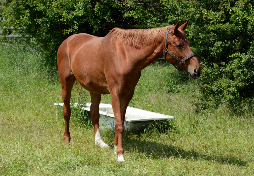 Pferd auf einer Weide in Eu-Wschheim - 17.05.2014