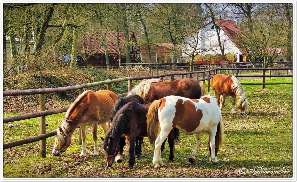 Pferdekoppel am Reiterhof Lnzen, Heidekreis, Mrz 2015