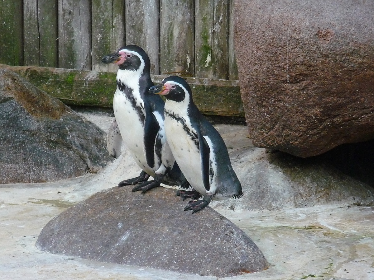 Pinguine im Kurpark Cuxhaven, 10.9.2015 