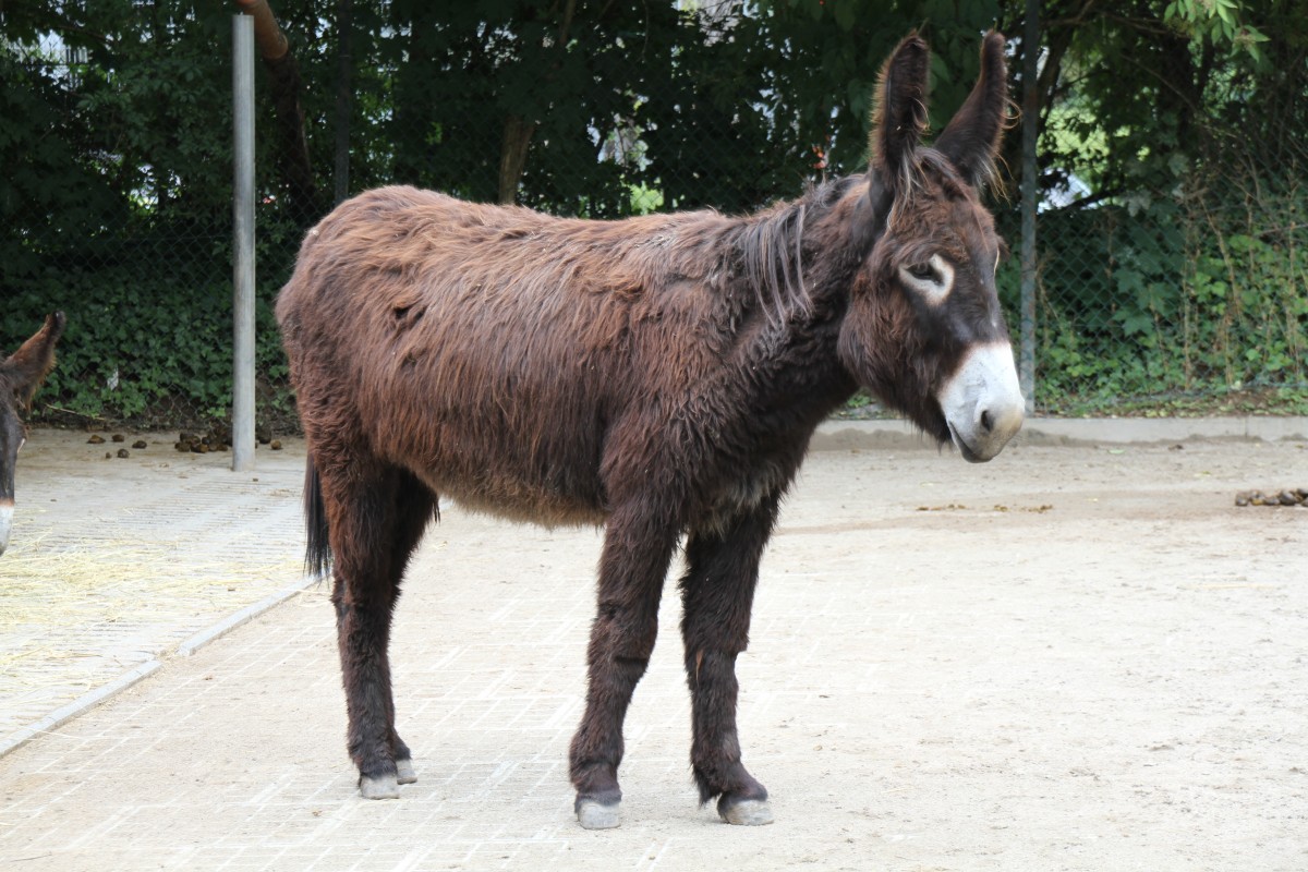Poitou-Esel am 25.7.2010 im Zoo Heildelberg.
