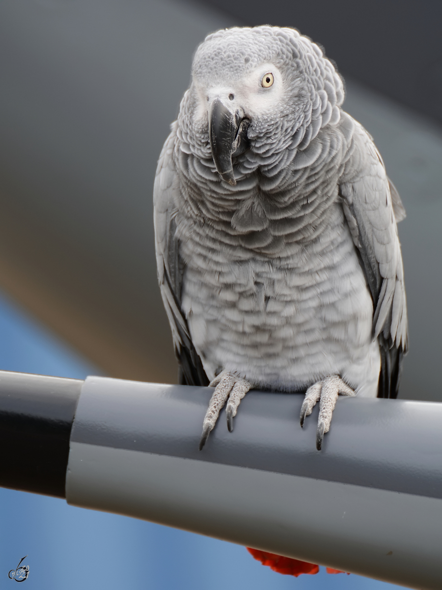 Polly, ein Graupapagei ist das Maskottchen des 322. Squadron der Kniglich Niederlndischen Luftstreitkrfte. (Leeuwarden, Juni 2016)