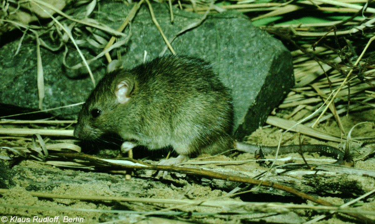 Polynesiche Zwergratte (Rattus exulans) im Tierpark Berlin (Februar 1986).