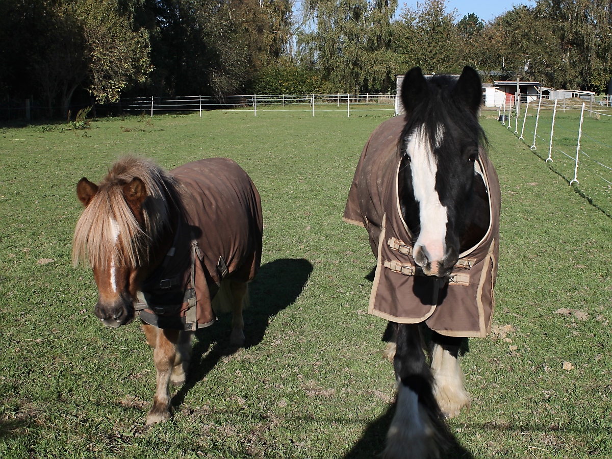 Pony und Pferd, Vorst, 28.10.12