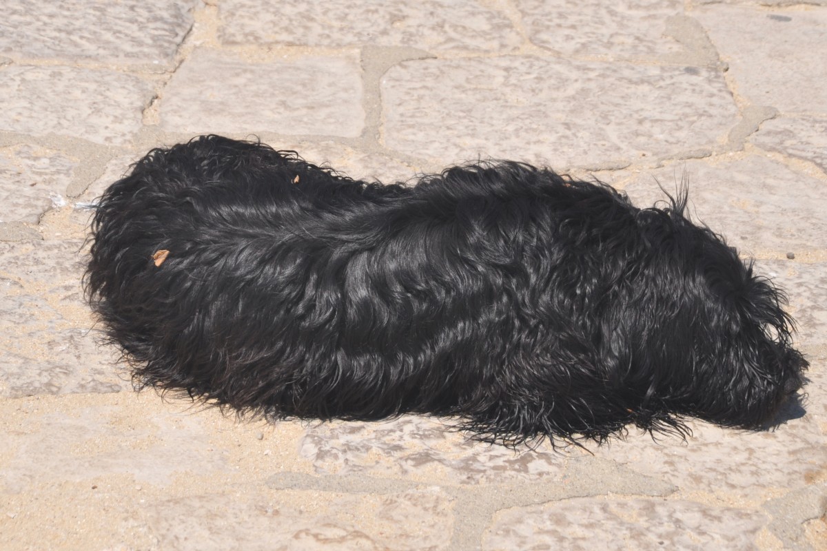 portugiesischer Wasserhund (LAGOS, Distrikt Faro/Portugal, 09.05.2014)