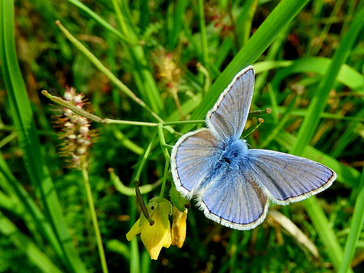 Quirliger kleiner blauer Schmetterling entlang des Bahndammes bei Althofen/Ktn; 170913