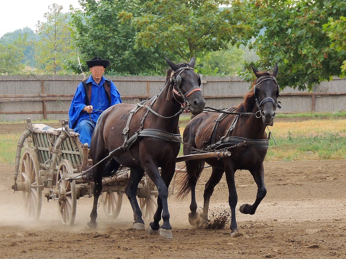 Rasante Kutschenfahrt auf einem Ungarischen Reiterhof; 130826