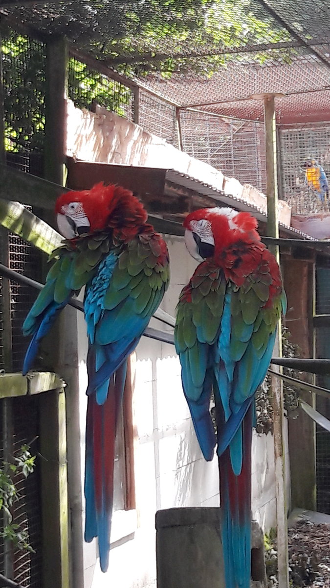 Roter Ara, Papagei, ist indigenen Ursprungs, das lautmalerisch aus dem Schrei der Tiere gebildet wurde. Diese typischen Laute sind jedoch nur den groen Arten eigen. Gesehen im Park bei Krzen am 05.07.2020.
