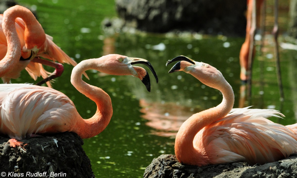 Roter Flamingo (Phoenicopterus ruber). Brtende Tiere im Tierpark Berlin.