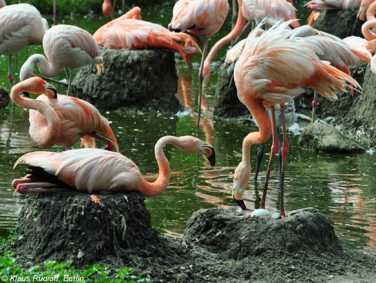 Roter Flamingo (Phoenicopterus ruber). Brtende Tiere im Tierpark Berlin.