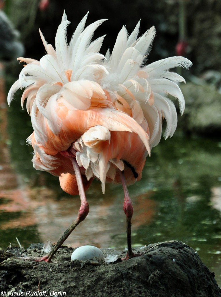 Roter Flamingo (Phoenicopterus ruber). Brtendes Tier mit Ei im Tierpark Berlin.