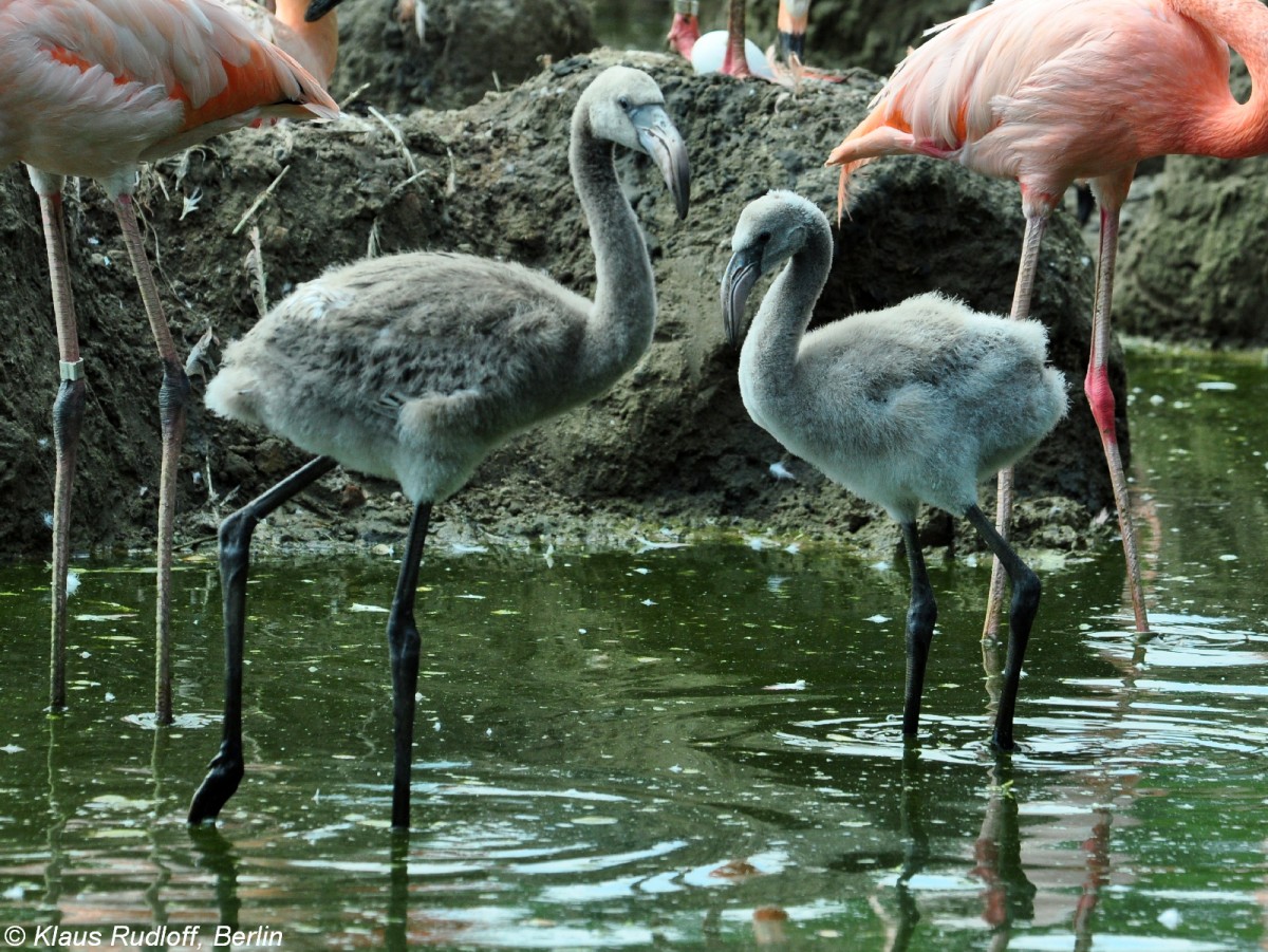 Roter Flamingo (Phoenicopterus ruber). Jungtiere im Tierpark Berlin.