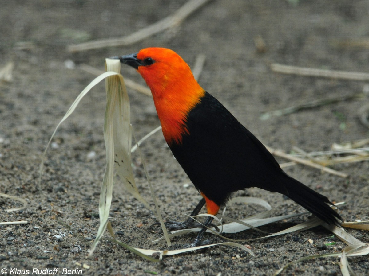 Rotkopfstrling (Amblyramphus holosericeus). Vogel beim Nistmaterialsammeln im Zoo Berlin (Juli 2015).