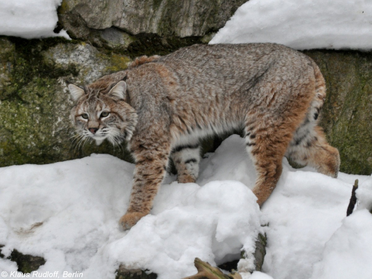Rotluchs oder Bobcat (Lynx rufus). Mnnchen im Tierpark Berlin (2009).