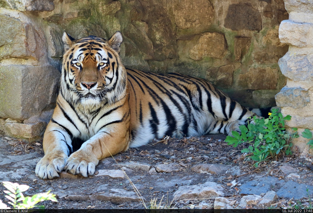 Samba – einer von zwei Sibirischen Tigern (Panthera tigris altaica) im Zoo Aschersleben.

🕓 16.7.2022 | 17:48 Uhr