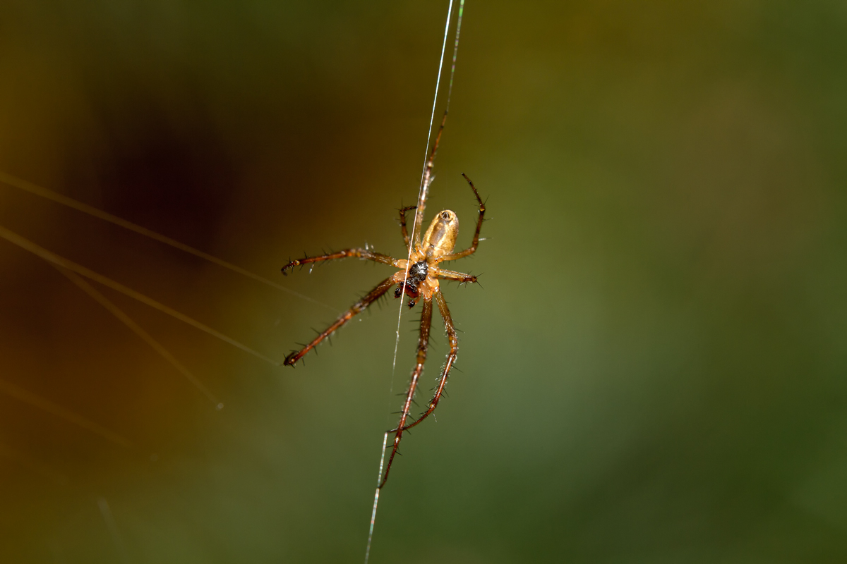 Scheinbar balanciert diese Spinne ber ihre eigenen Fden. - 11.10.2013