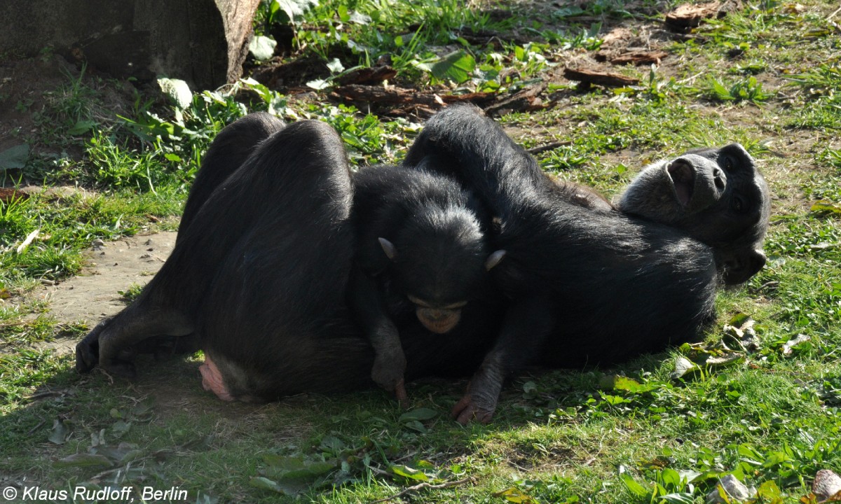 Schimpanse (Pan troglodytes). Weibchen mit Jungtier im Zoo Osnabrck (2012).