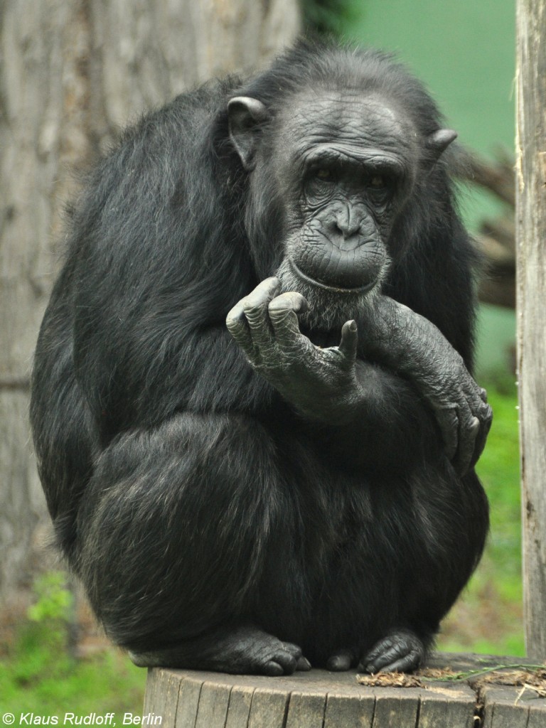 Schimpanse (Pan troglodytes) im Zoo und Botanischen Garten Pilsen (Plzen, Juni 2015).