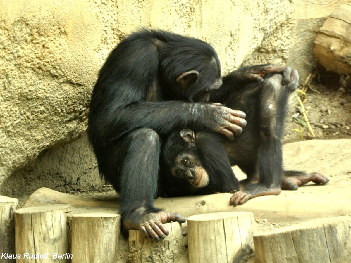 Schimpanse (Pan troglodytes) im Zoologischen Garten Leipzig.