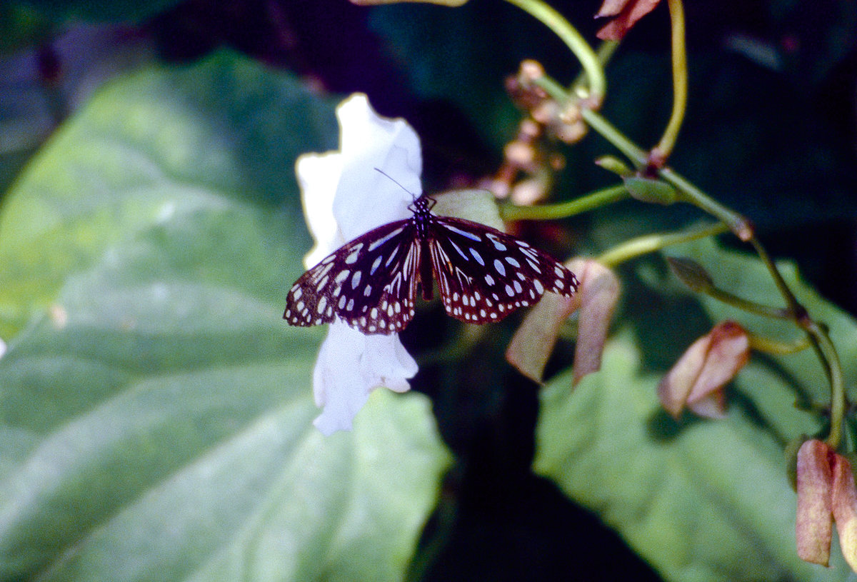 Schmetterling in Taman Negara, Malaysia. Bild vom Dia. Aufnahme: Mrz 1989.