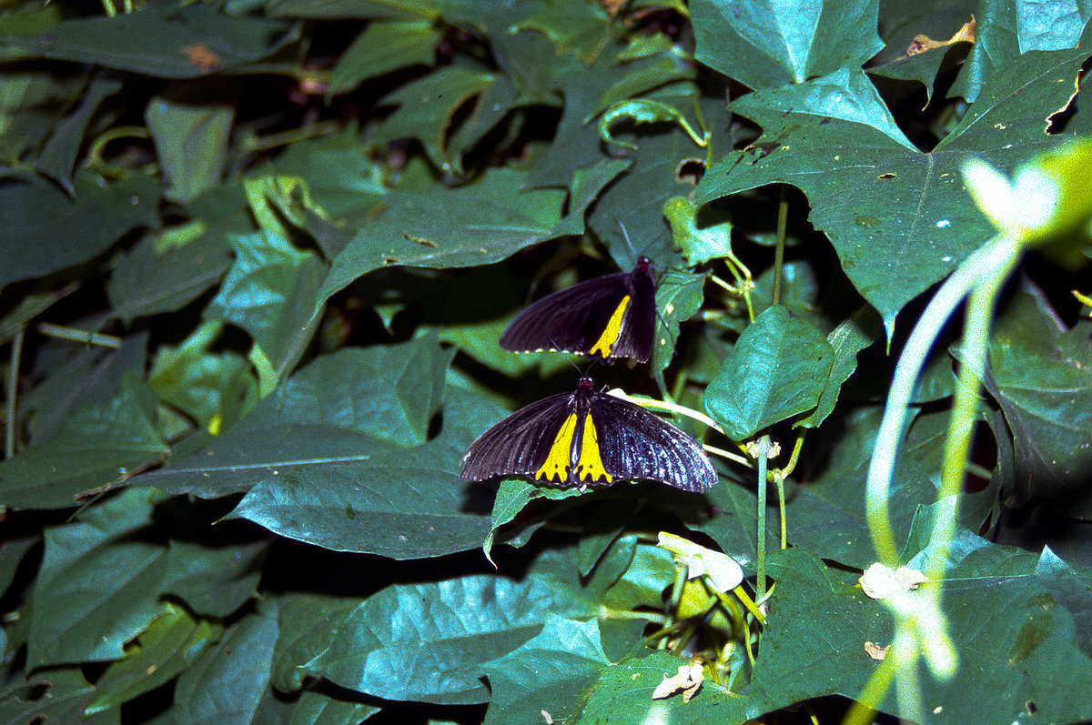 Schmetterlinge in Taman Negara, Malaysia. Bild vom Dia. Aufnahme: Mrz 1989.