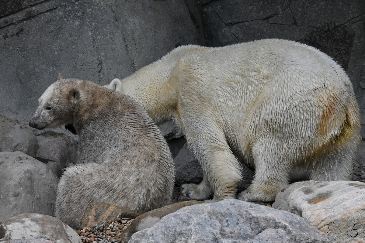 Schmutziger Eisbrennachwuchs mit Mama im Zoo Aalborg. (Juni 2018)