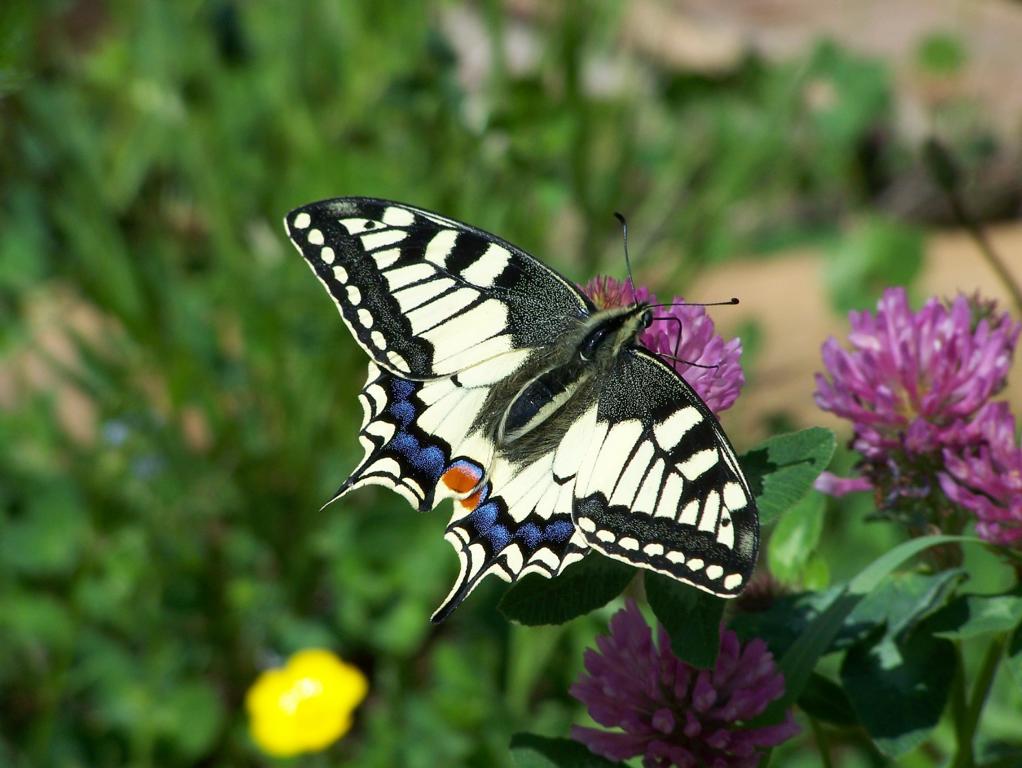 Schwalbenschwanz (Papilio machaon), aufgenommen am 20.05.2010