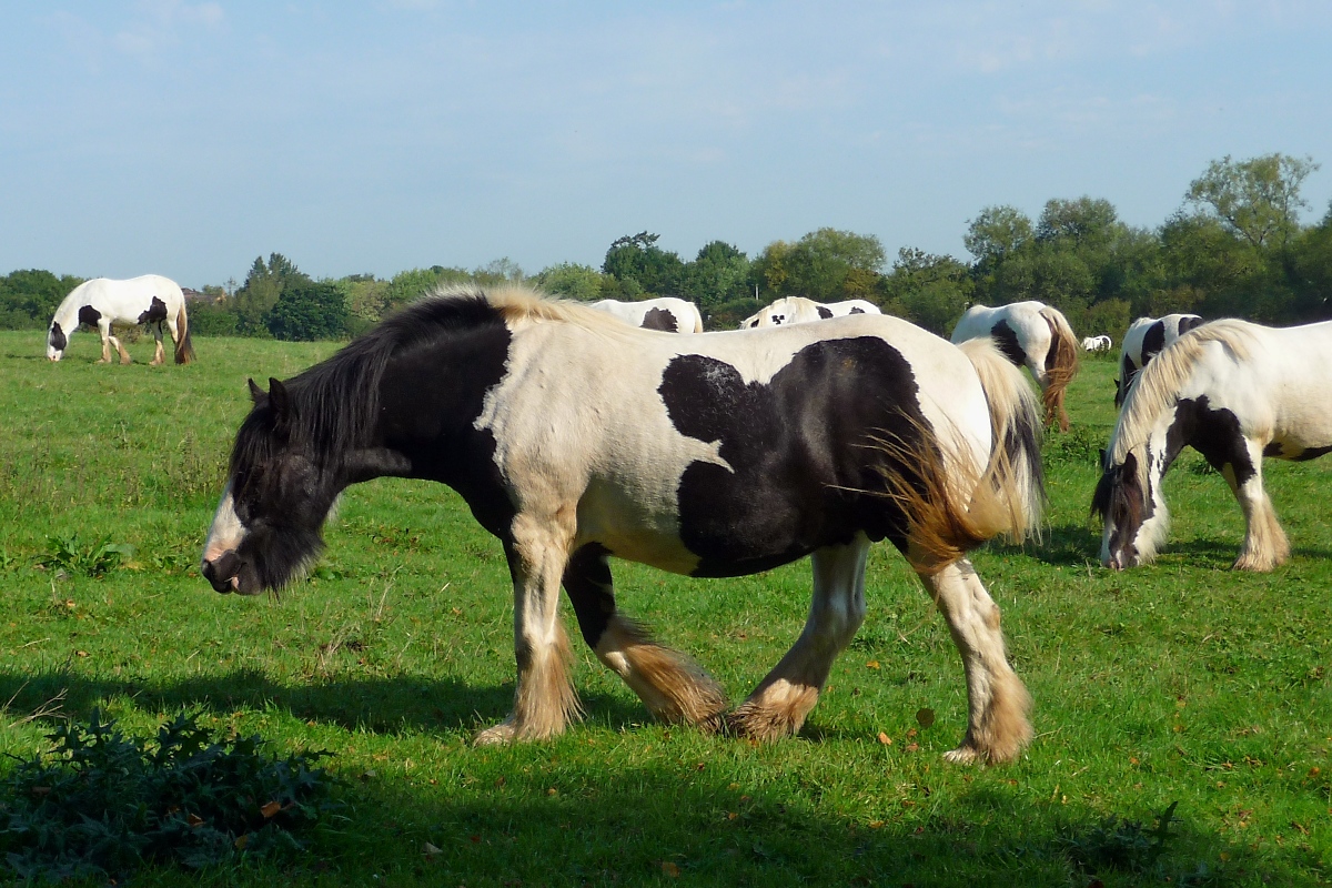 Schwarzweie Pferde - kenne ich sonst nur von Khen - im Lydiard Park bei Swindon , 12.9.2016