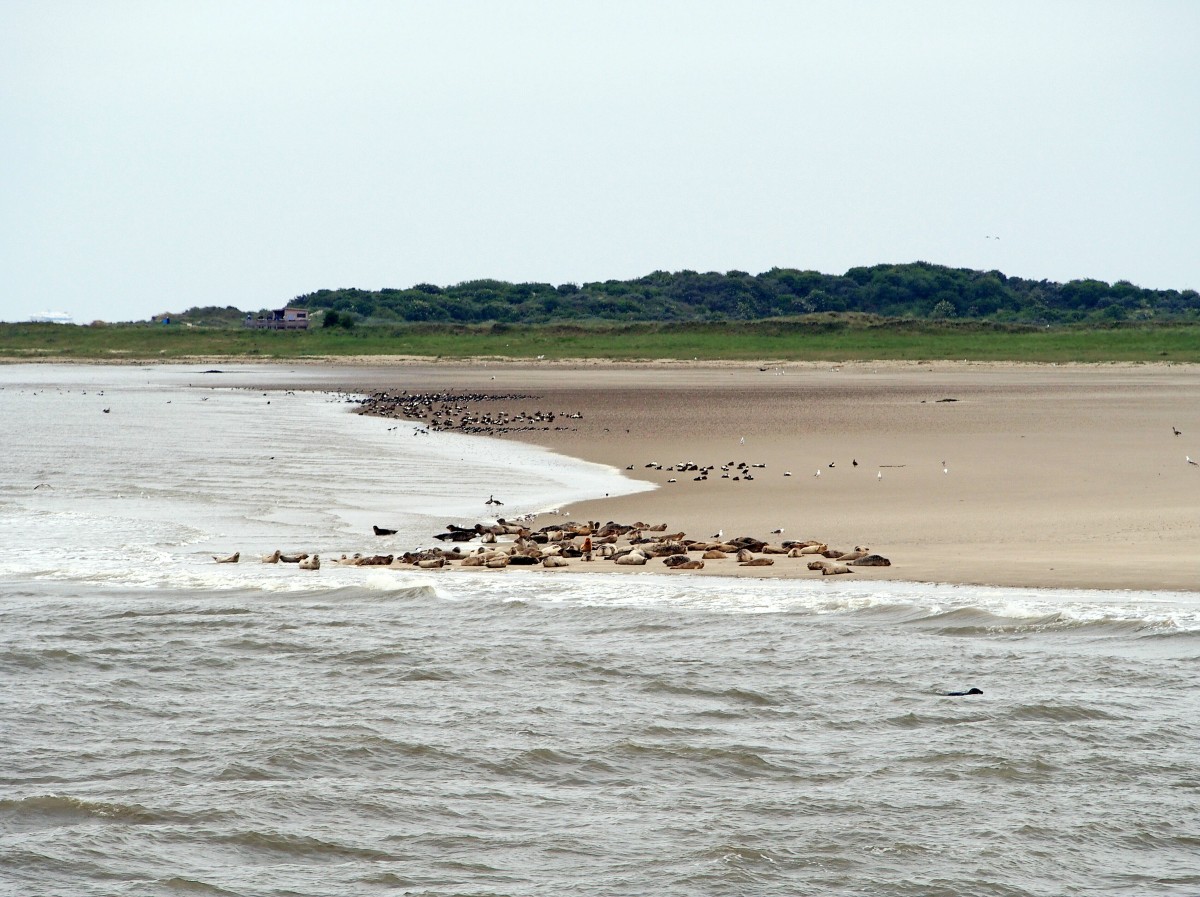Seehundbank auf Langeoog (15. Mai 2014)
