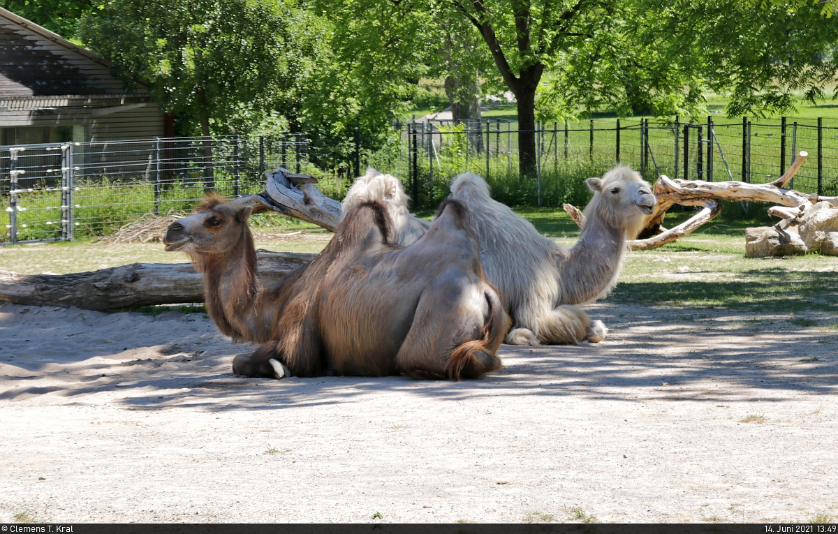 Selbst die Kamele (Camelus b. bactrianus) wollten sich in der Wilhelma Stuttgart nicht der prallen Sonne aussetzen.

🕓 14.6.2021 | 13:49 Uhr