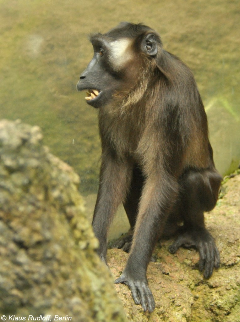 Siberut-Makak (Macaca siberu) in der Taman Safari Indonesia Bogor (November 2013).