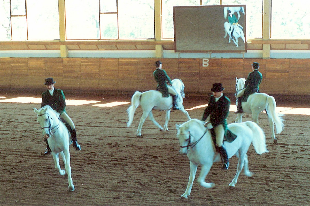 Slowenien, Lipica, Reitschule des Gesttes Lipica, Lipizzaner Pferde. Scan eines Dias aus dem Jahr 1990