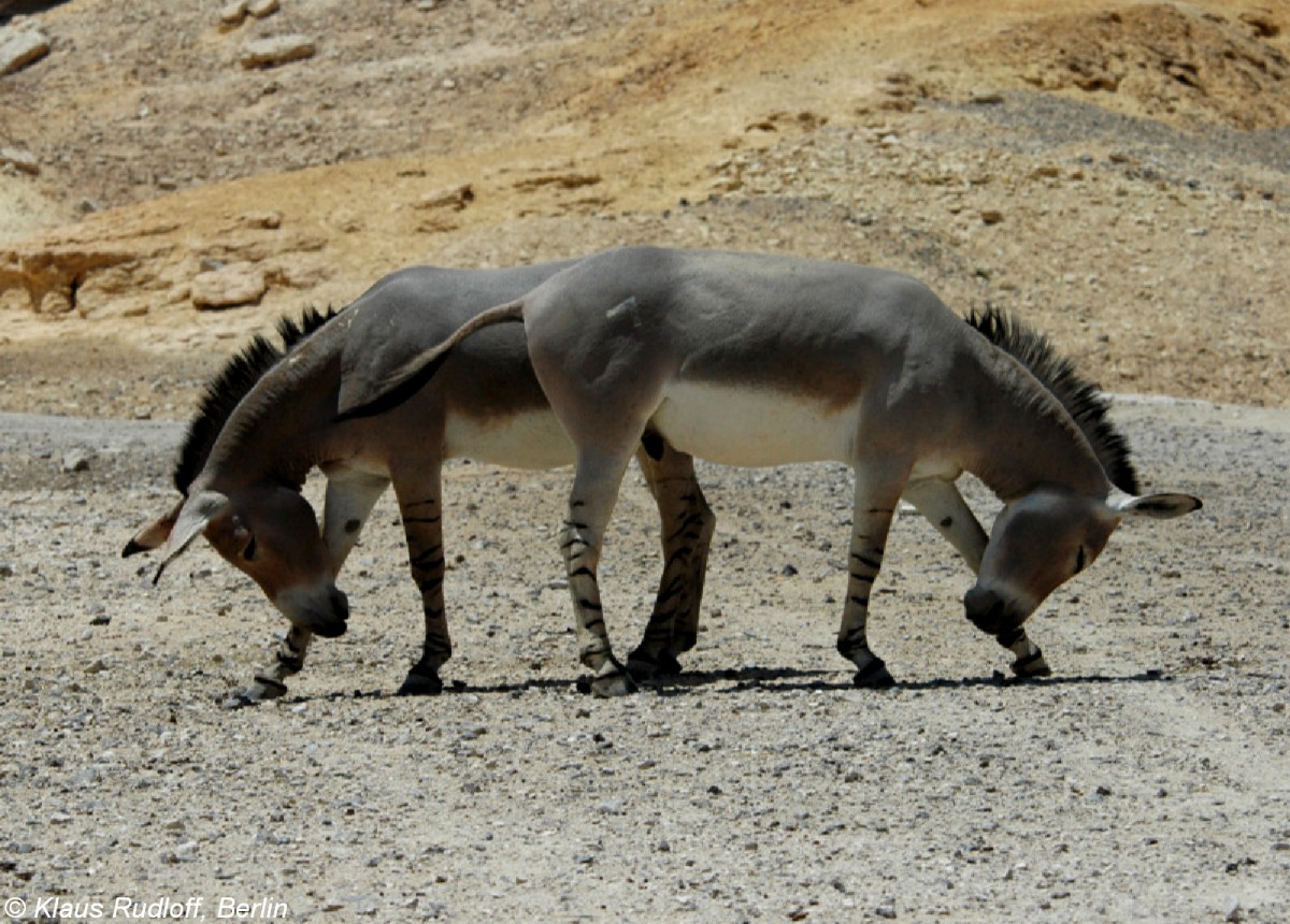 Somali-Wildesel (Equus africanus somaliensis) in der Zofar Antelope Farm / Negev (2009).