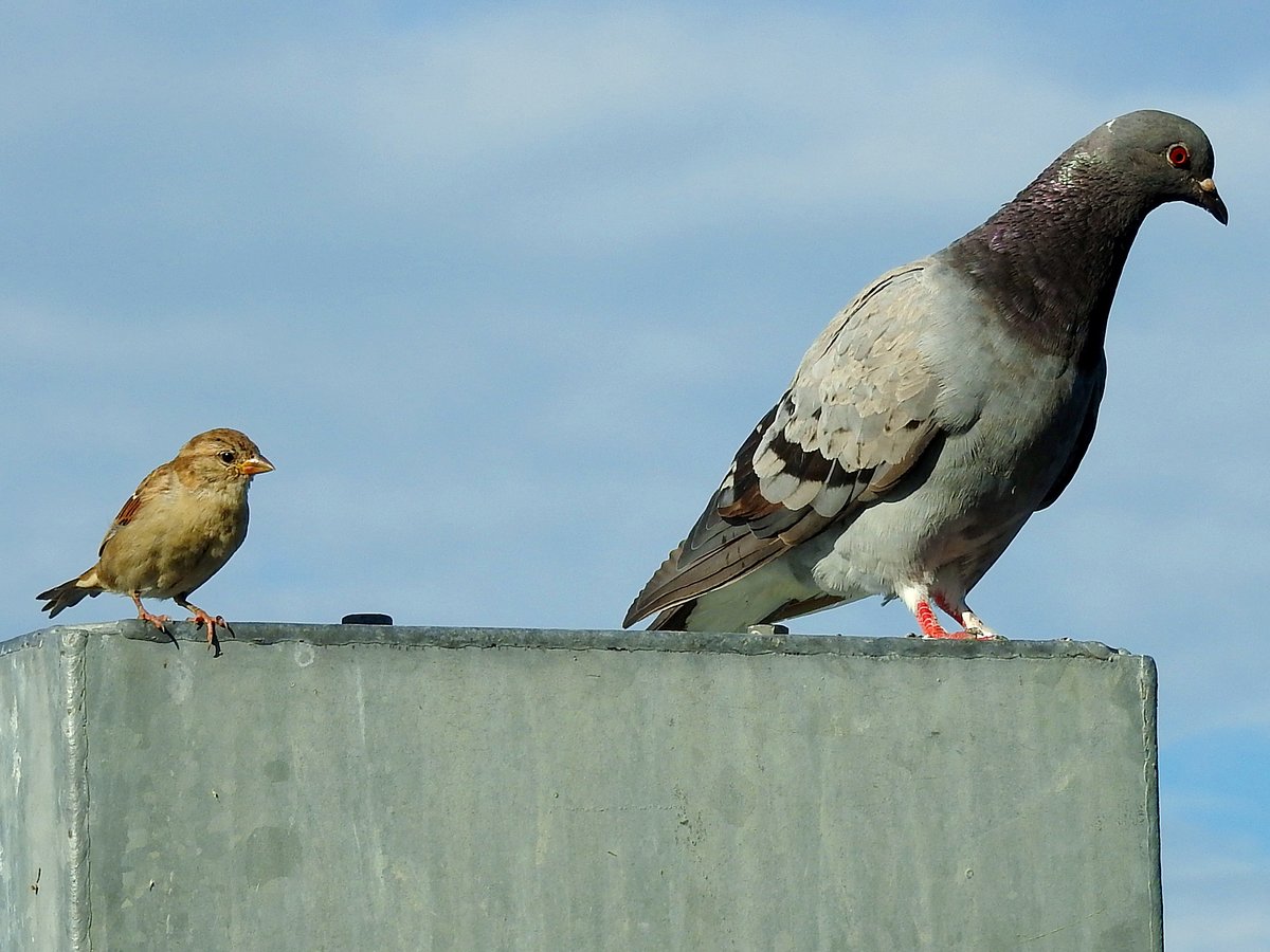 Sperling(Passeridae) und ein Taubenvogel (Columbiformes), berwachen mit ihrem Blick in die Umgebung hinsichtlich Nahrungssuche; 180904
