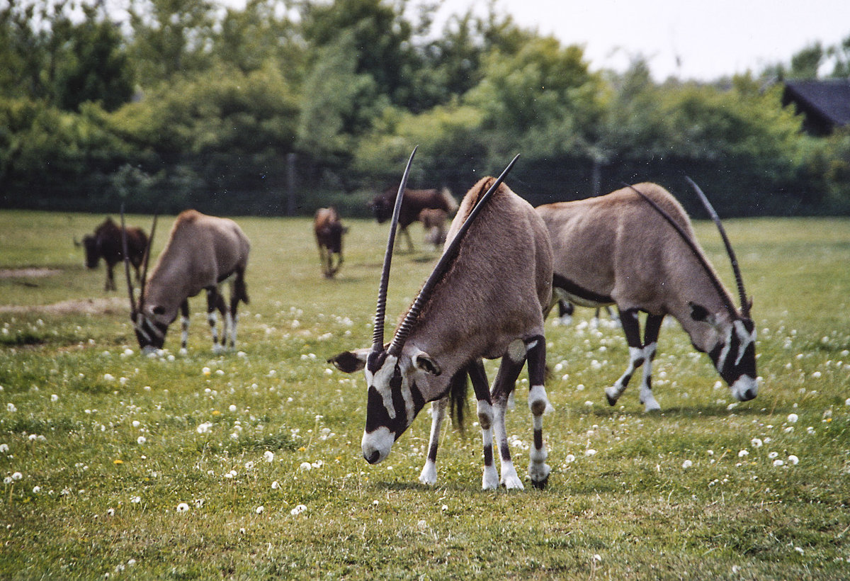 Spiebock (Oryx Gazelle) im Givskud Zoo in Dnemark. Aufnahme: 30. Mai 2004.