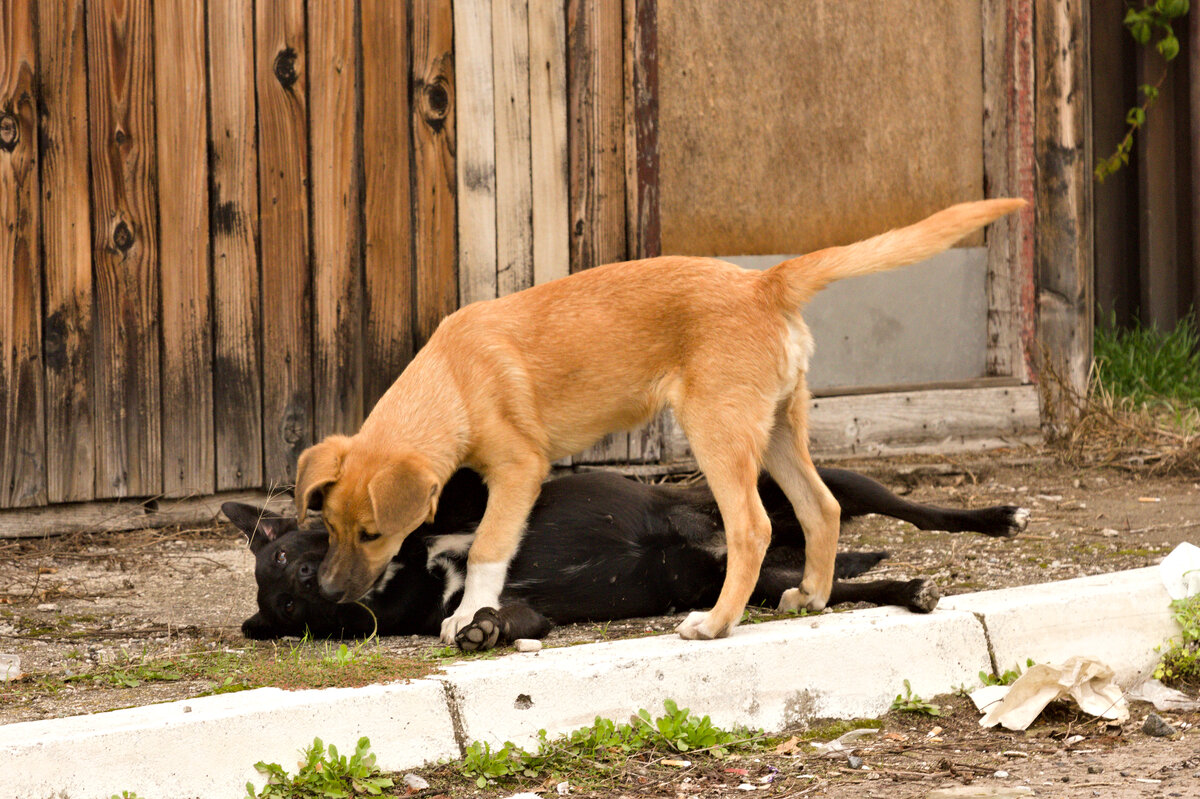Spielende wilde Straenhunde am 27.09.2022 in Doboj (Bosnien-Herzegowina) in der Nhe des Bahnhofes. Bezglich der Rasse ist vermutlich von hundert Jahren Hundegeschichte auszugehen. 