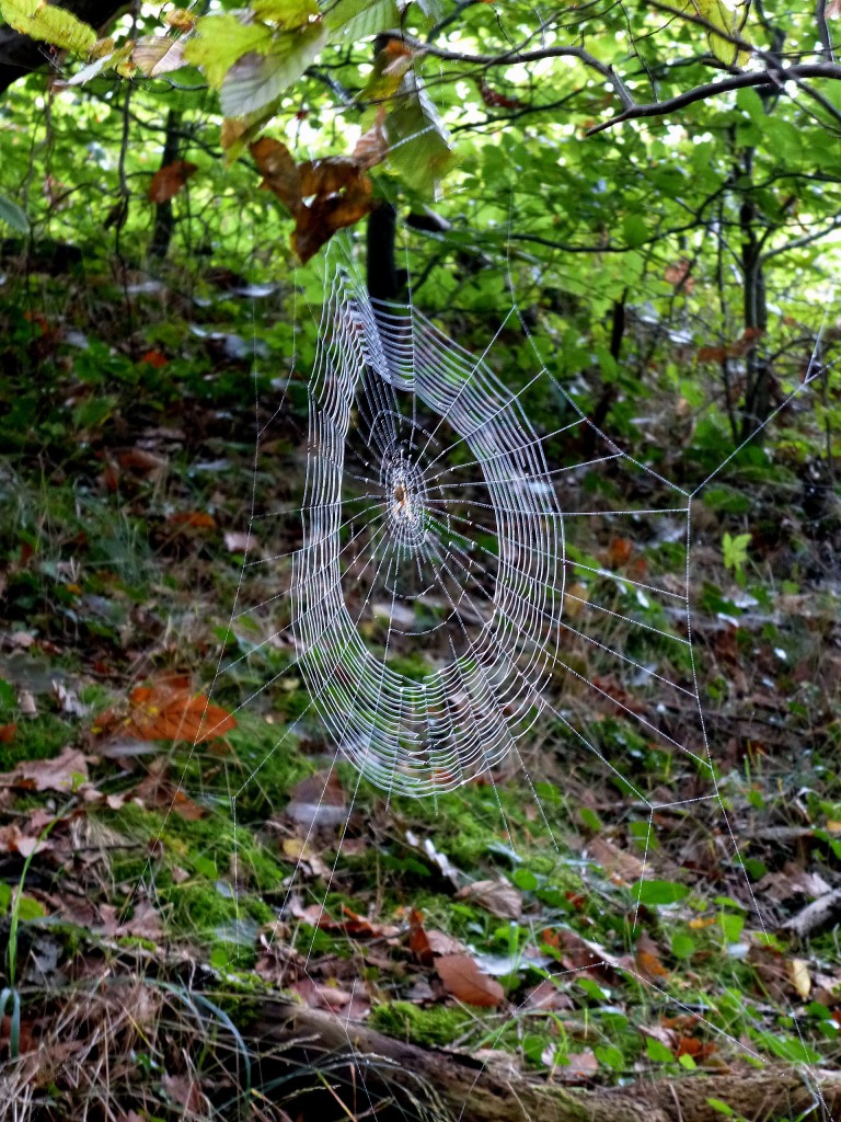Spinnennetz im herbstlichen Morgennebel, Sept.2014