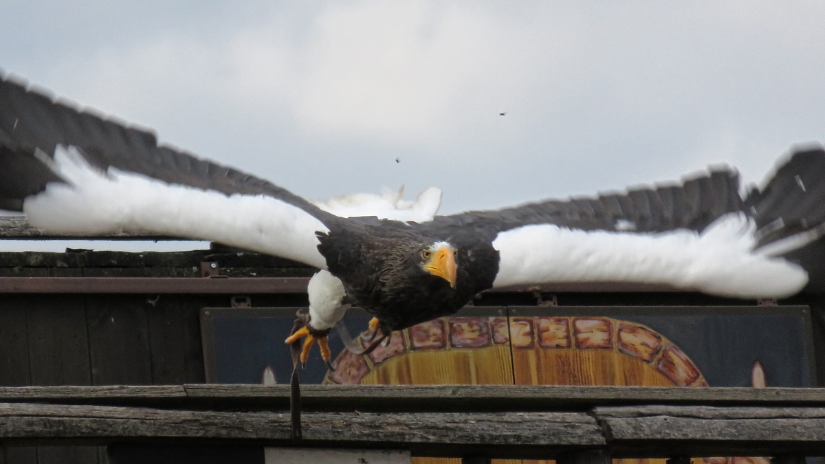 Startender Adler bei der Flugschau im Zoo d'Amneville, 26.9.2017