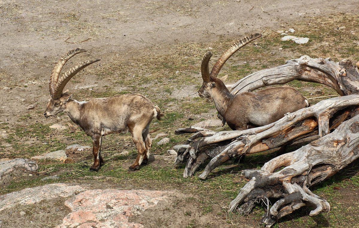 Steinbcke (ibex) im Tierpark Kolmrden in Schweden. Aufnahme: 21. Juli 2017.