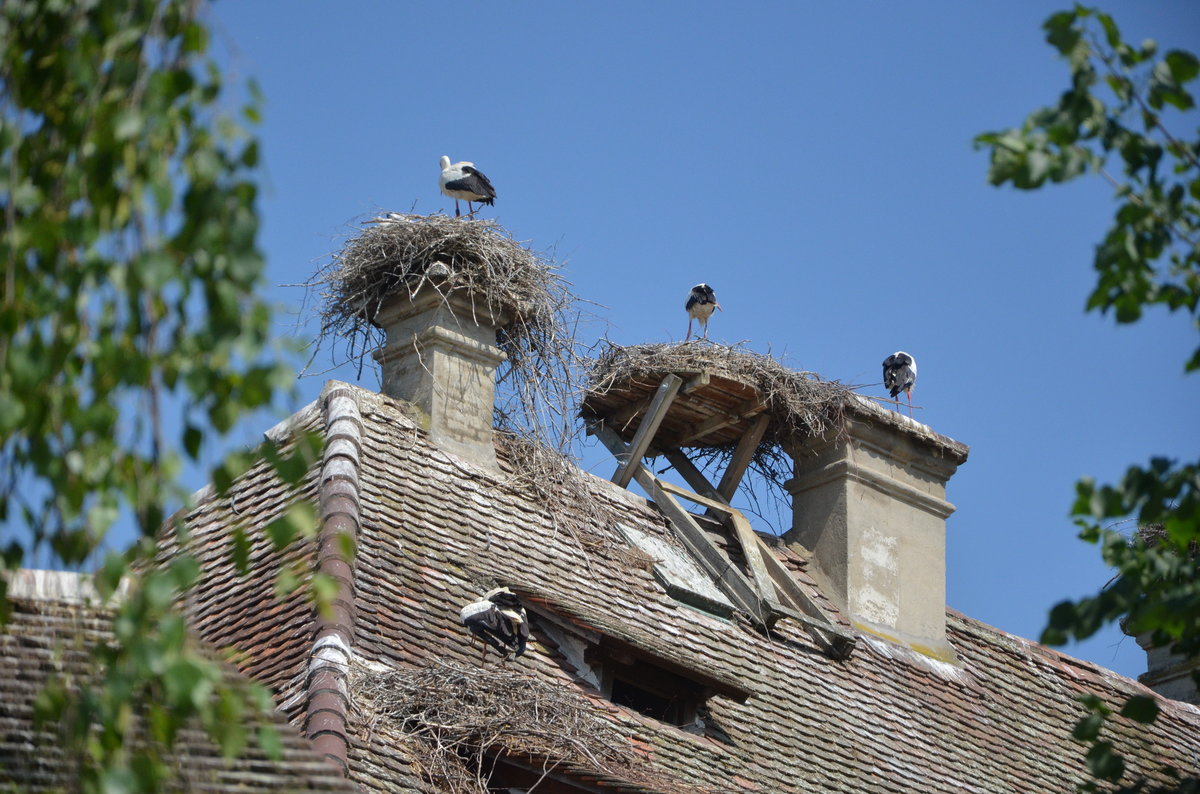 Strche  im Storchenhof, 4 Nester auf dem Haus im Mendlishauser Hof bei Salem am Bodensee,  02.06.2017.