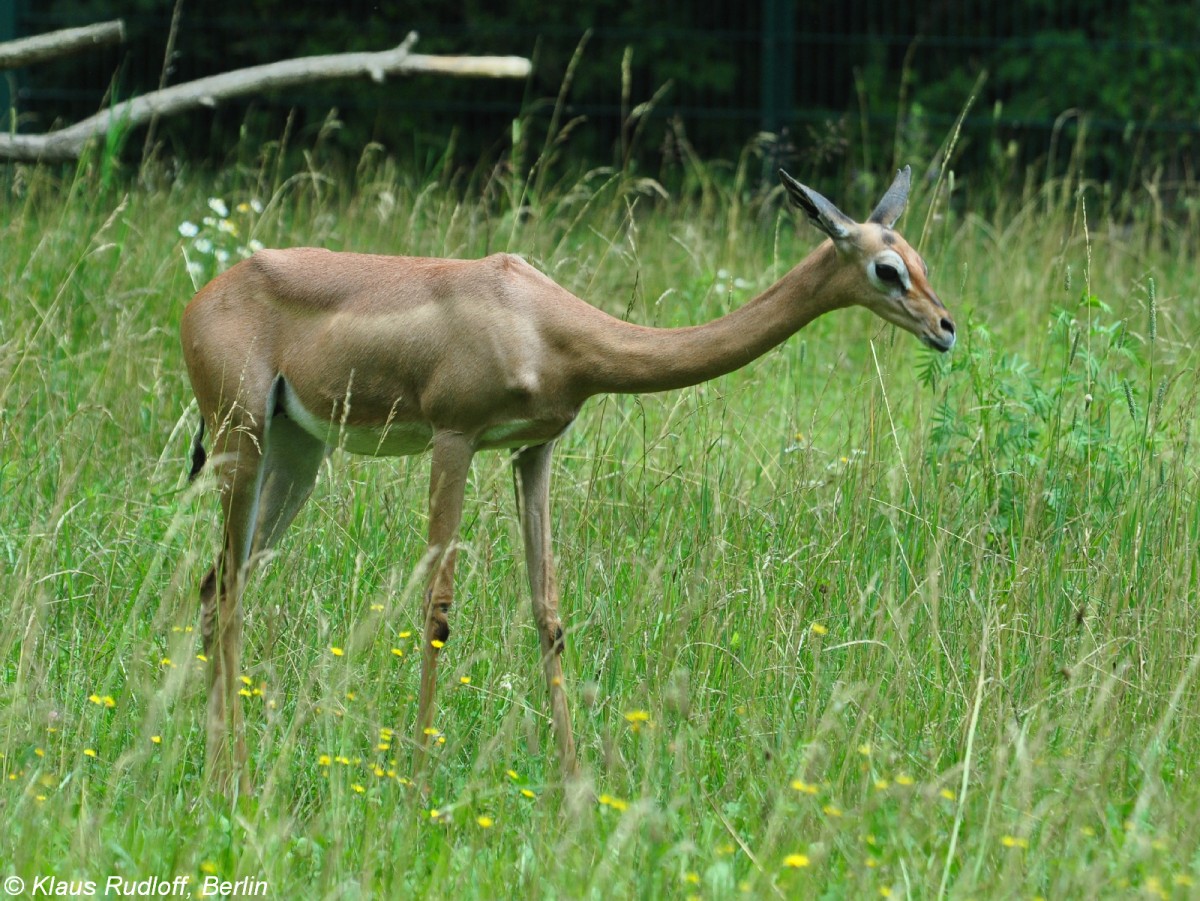 Sdliche Giraffengazelle (Litocranius walleri walleri). Weibchen im Tierpark Berlin.