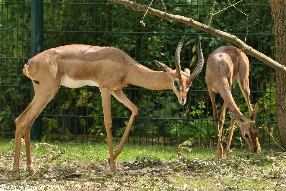 Sdliche Giraffengazelle (Litocranius walleri walleri). Paar im Tierpark Berlin (2013).
