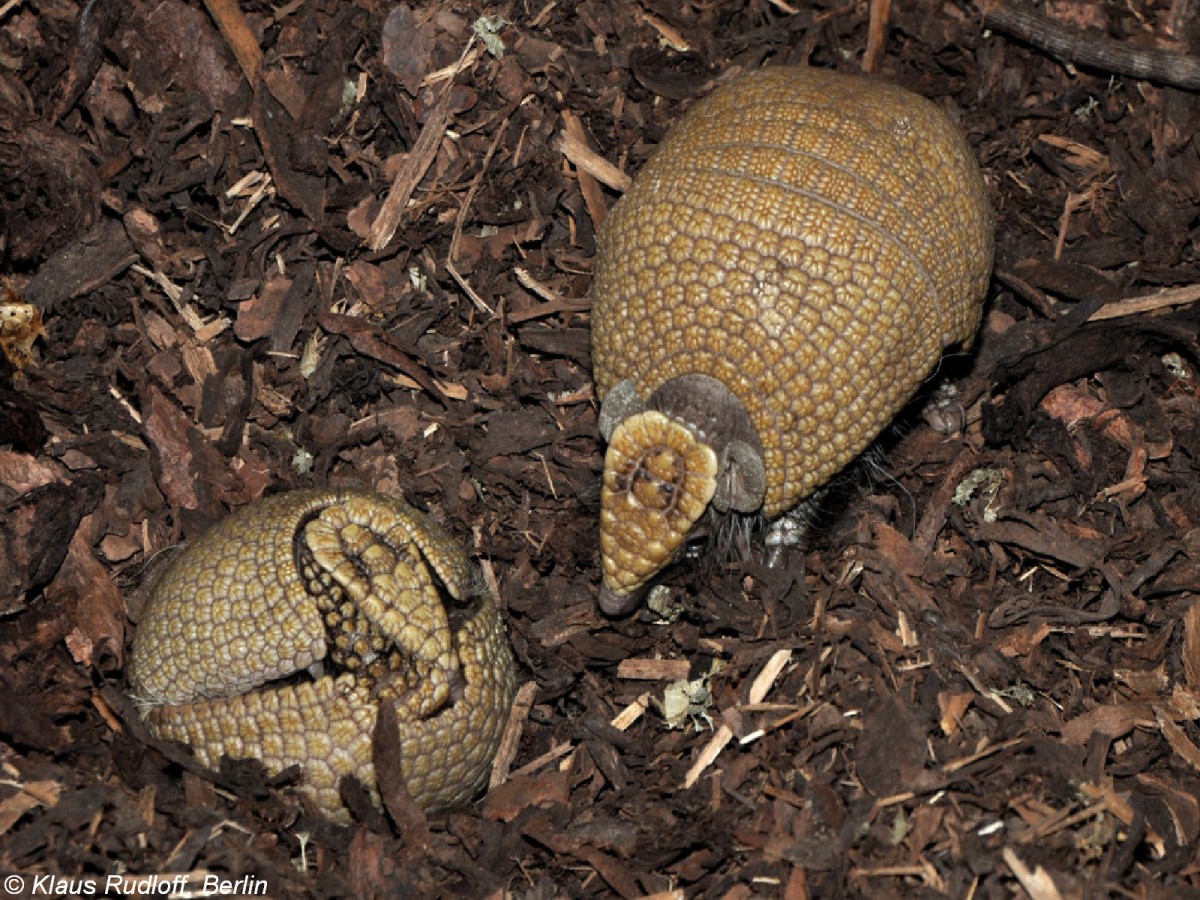 Sdliches Kugelgrteltier (Tolypeutes matacus). Weibchen mit lterem Jungtier im Zoo Prag (Praha, 2009). 