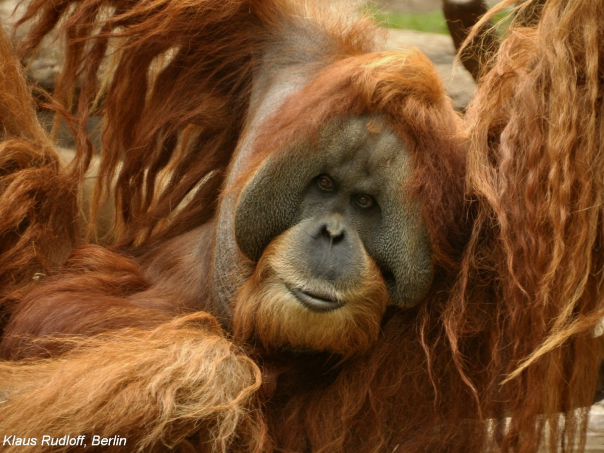 Sumatra-Orang-Utan (Pongo pygmaeus abelii) im Zoologischen Garten Leipzig.