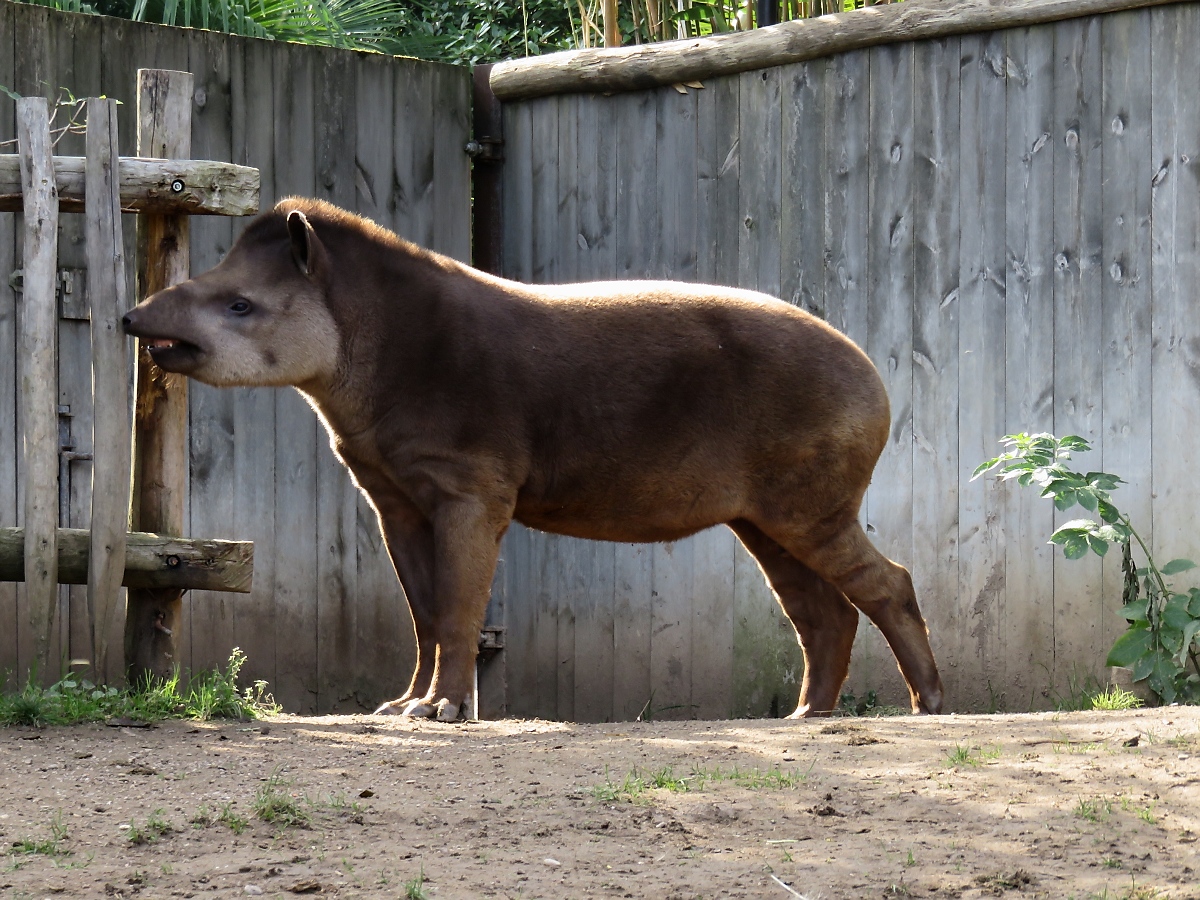 Tapir im Zoo d'Amneville, 26.9.2017