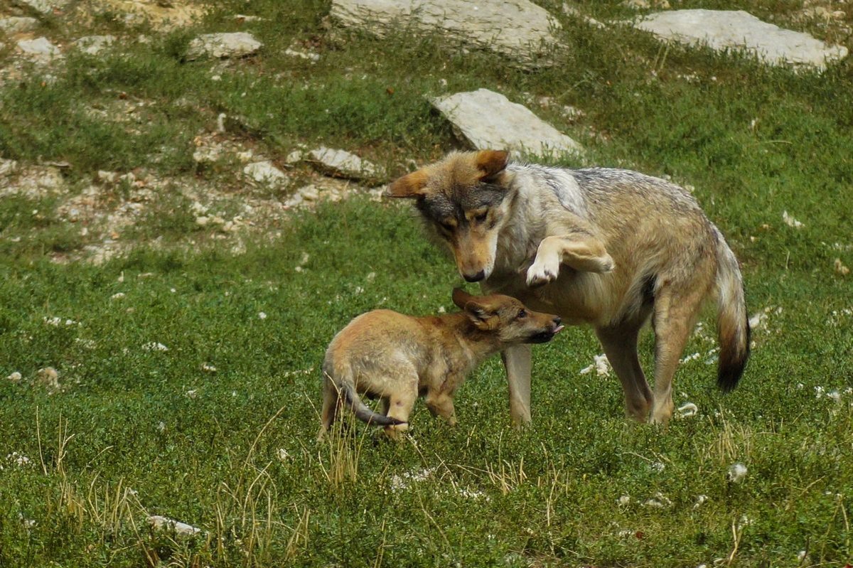 Timberwolf: 
Aufgenommen am 15.08.2018 im Wildpark Bad Mergentheim.
Der Timberwolf ist eine der greren Unterarten des Wolfes. Er besitzt eine sehr variable Fellfarbe von wei bis schwarz, meist jedoch braun. Jungtiere werden schwarz geboren. In der Regel wird das Fell mit jedem Fellwechsel ein bisschen heller. Jedoch ist das Alter eines Tieres nicht an seiner Fellfarbe bestimmbar. Der Timberwolf erreicht eine Krperlnge von etwa 120 bis 140 cm und eine Schulterhhe von 70 bis 90 cm. 
