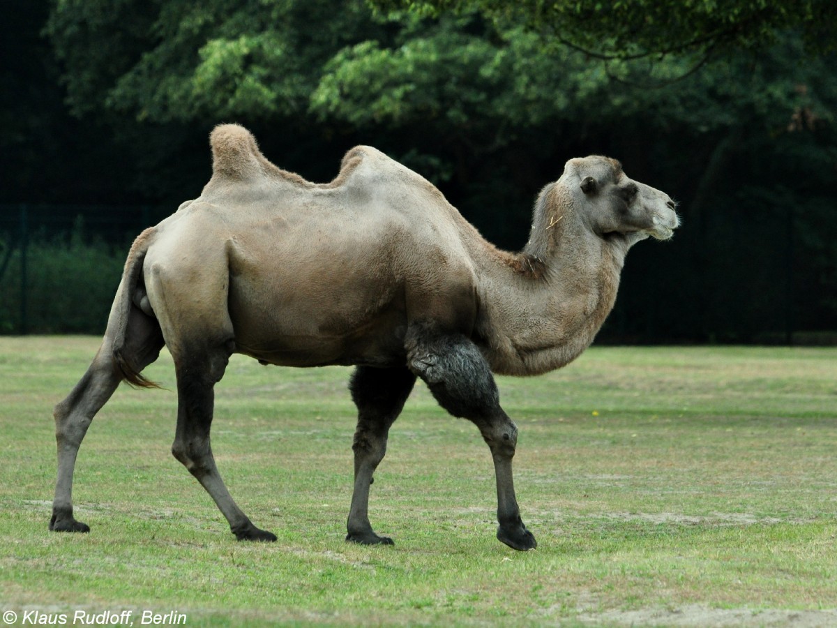 Trampeltier-Hengst (Camelus ferus f. bactrianus) im Tierpark Berlin (August 2015).