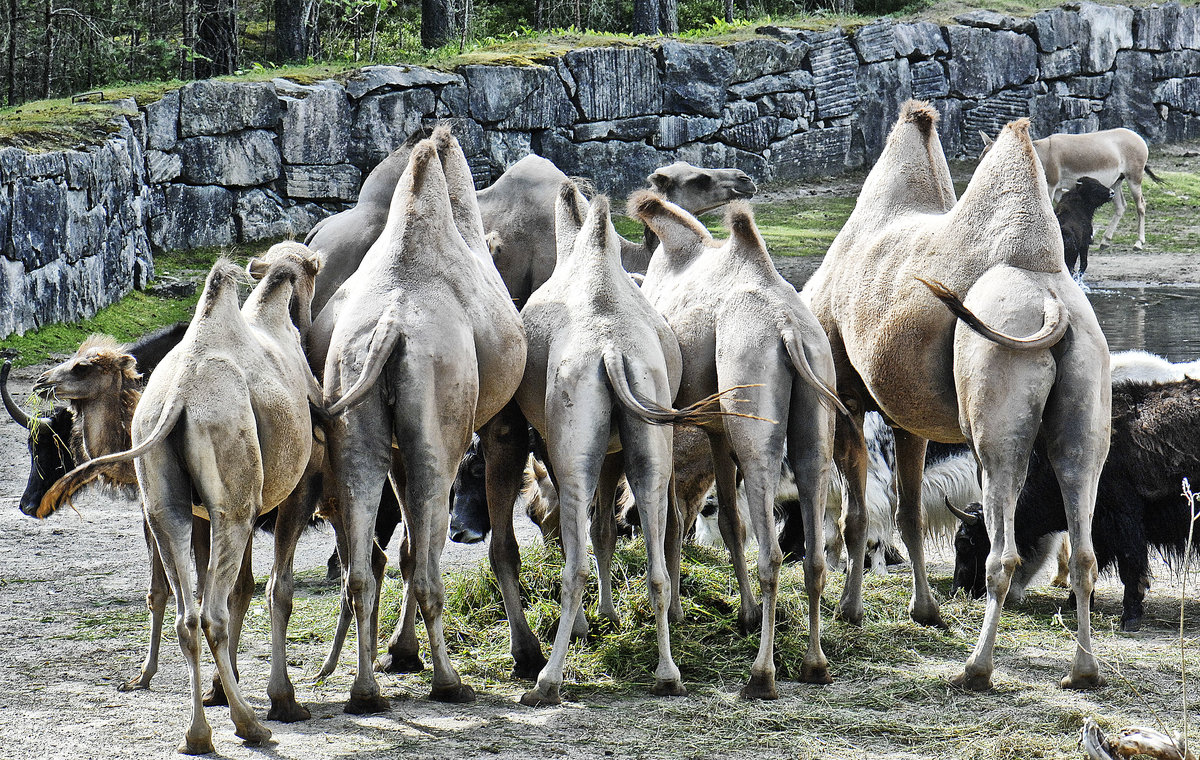 Trampeltiere (Camelus fers) aus der Familie der Kamele (Camelidae). Im Tierpark Kolmrden in Schweden aufgenommen. Aufnahme: 22. Juli 2017.