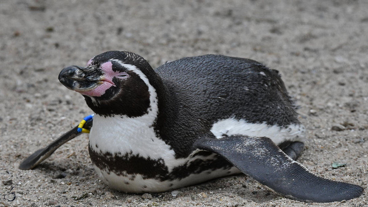 Trockenschwimmen bei den Humboldt-Pinguinen. (Zoo Aalborg, Juni 2018)